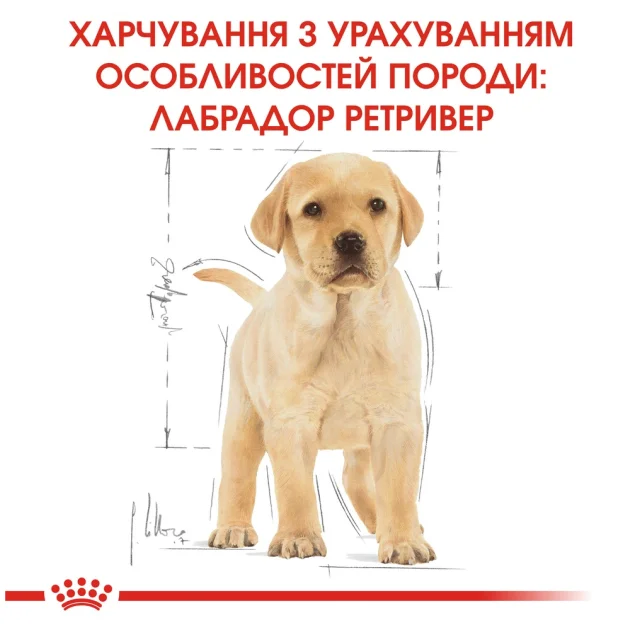 Сухой корм Royal Canin Labrador Retriever Puppy для щенков лабрадора до 15 месяцев, 12 кг