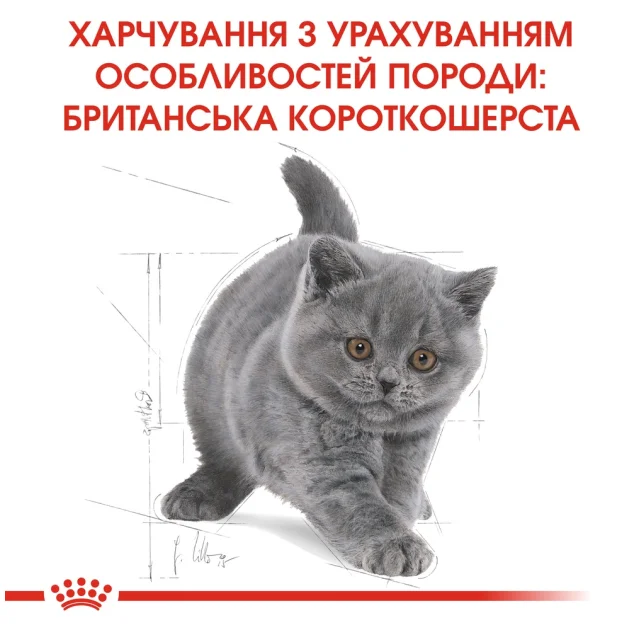 Сухой корм Royal Canin British Shorthair Kitten для британских котят, 10 кг