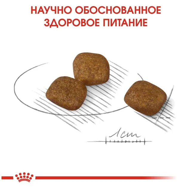 Сухий корм Royal Canin Mini Coat Care для собак дрібних порід з тьмяною і сухий шерстю, 1 кг