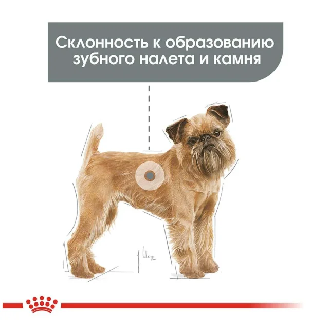Сухий корм Royal Canin Mini Dental Care для зменшення утворення зубного каменю у собак дрібних порід, 1 кг