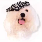 Кепка Doggyduds Chunky Boucle для собак, розмір M, чорна
