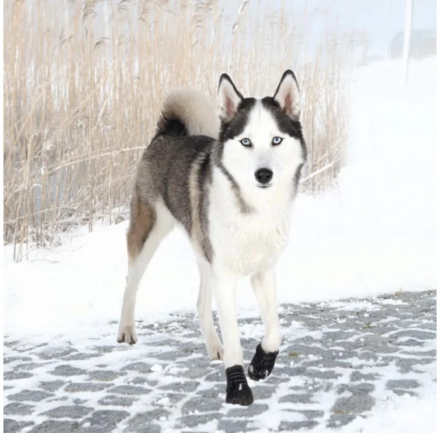 Захисні черевики Trixie Walker Active для собак, розмір L, чорний