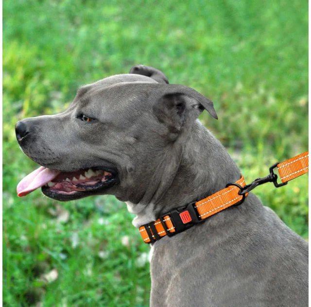 Ошейник BronzeDog Active, для собак, нейлоновый, фастекс пластик, оранжевый, 43-66×2.5 см