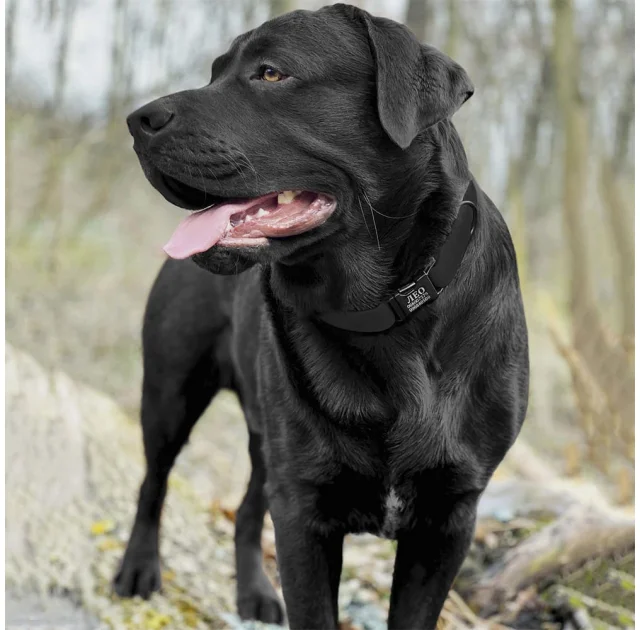 Ошейник BronzeDog Active, для собак, водоотталкивающий, фастекс металл, чёрный, 43-66×2.5 см