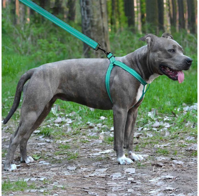 Шлея BronzeDog Active для собак, светоотражающий нейлон, бирюзовый, 57-73 см