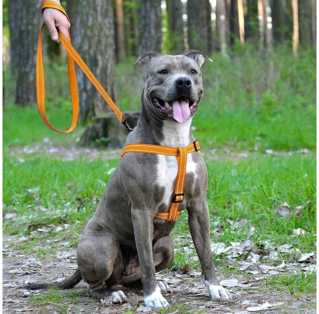Шлея BronzeDog Active для собак, светоотражающий нейлон, оранжевый, 45-60 см