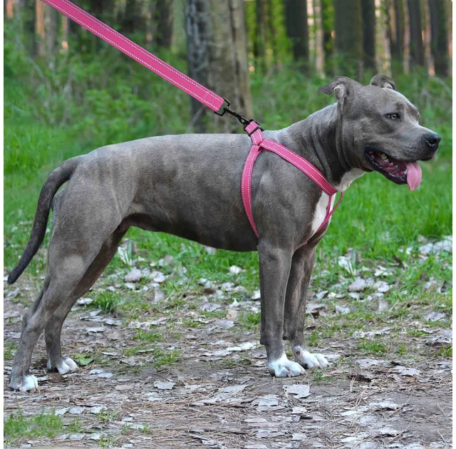 Шлея BronzeDog Active для собак, светоотражающий нейлон, розовый, 40-53 см