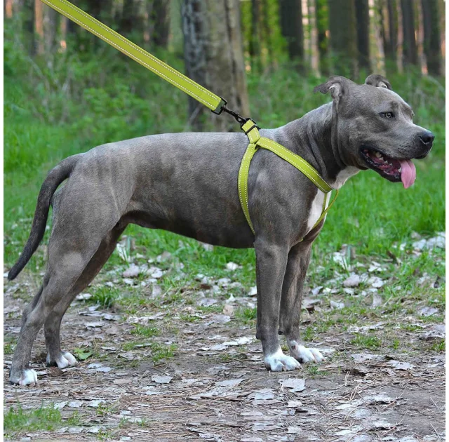 Шлея BronzeDog Active для собак, светоотражающий нейлон, салатовый, 45-60 см
