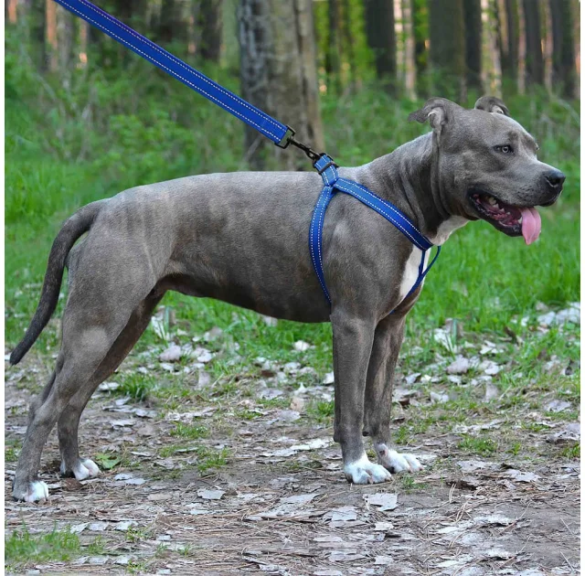 Шлея BronzeDog Active для собак, светоотражающий нейлон, синий, 45-60 см