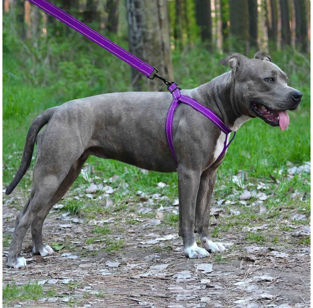 Шлея BronzeDog Active для собак, светоотражающий нейлон, фиолетовый, 57-73 см