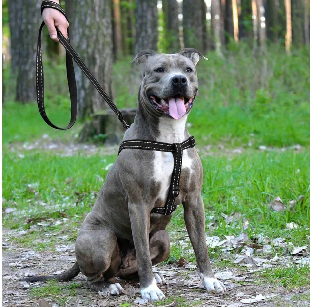 Шлея BronzeDog Active для собак, светоотражающий нейлон, чёрный, 57-73 см