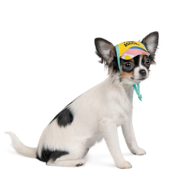 Кепка Pet Fashion Trends Summer S для собак, хлопок, жёлтая