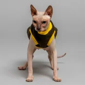 Майка Style Pets Classic khaki для котів, розмір M-