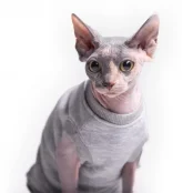Майка без рукава Style Pets Martin для котів, розмір M