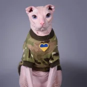 Кофта Style Pets Multikam для котів, принт, розмір M