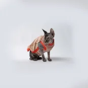 Майка Style Pets ALL NEW для котів, розмір M