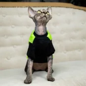 Кофта Style Pets FaceSPS для котів, колір зелений, розмір XL-