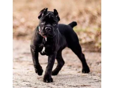 Собака мечта - Кане-Корсо