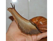 Разведение гигантских улиток