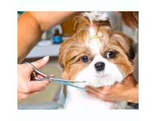 Как избежать стресса у животного