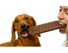 Шоколад собакам есть нельзя!