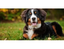 Бернский зенненхунд