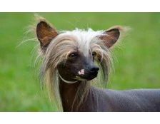 Бесшерстные собаки