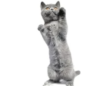 Котенок не стоит на задних лапах. Что делать?