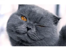 Кальций для вислоухих кошек