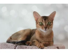 Абиссинская порода кошек