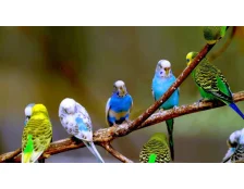 3 причины купить волнистого попугая