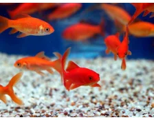 3 причины завести рыбок