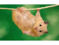 Как выбрать клетку для хомяка