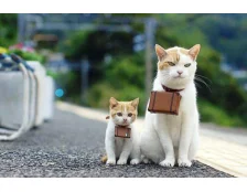 Как путешествовать с кошкой на машине или поезде?