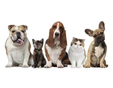 Неприятный запах изо рта у собак и кошек