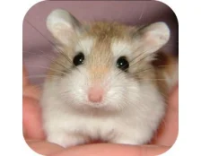 Кормушка для любимой зверушки – корма «Витапол» для грызунов.