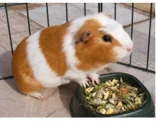 Ошибки, которые допускают хозяева морских свинок