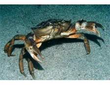 Содержание краба в аквариуме