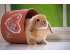 Декоративный кролик в доме. Плюсы и минусы.