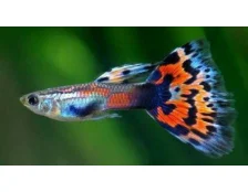 Первая рыбка начинающего аквариумиста - гуппи