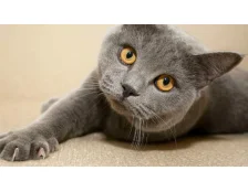 Уход за когтями кошки