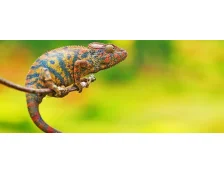 Уход за хамелеоном в домашних условиях