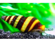 Улитка убийца