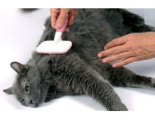 Линька у кошек