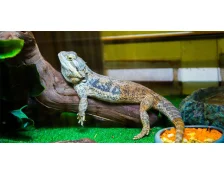 Ящерица дома