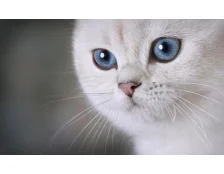 Кошка и запахи