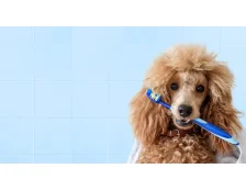 Как правильно чистить зубы собаке