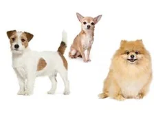 Лучшие породы собак для квартиры – ТОП 10.