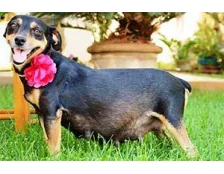 Продолжительность беременности у собак - Особенности и основные этапы