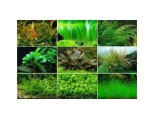 Как бороться с водорослями в аквариуме – Рекомендации экспертов